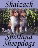 Shaizach Shelties